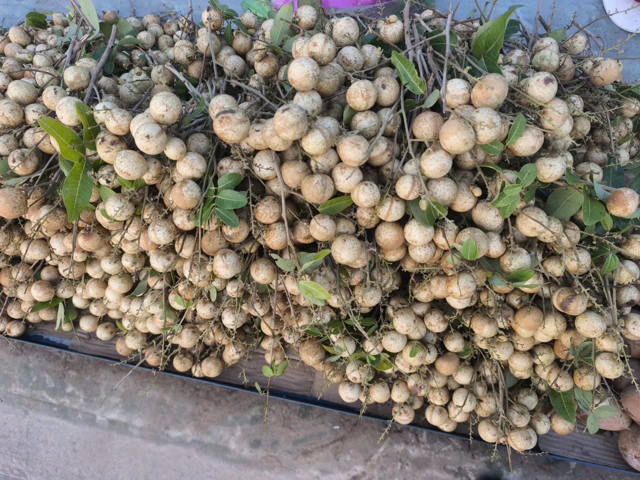 Những chùm nhãn long miền Tây vừa thu hoạch