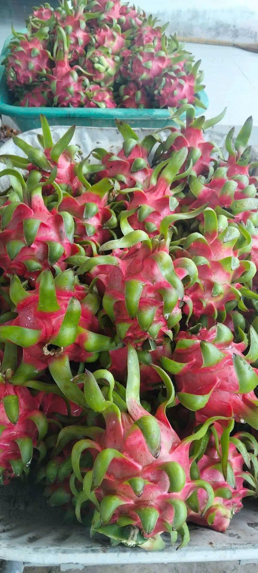 Thanh long ruột đỏ xếp thành đống, vỏ hồng đậm tai xanh