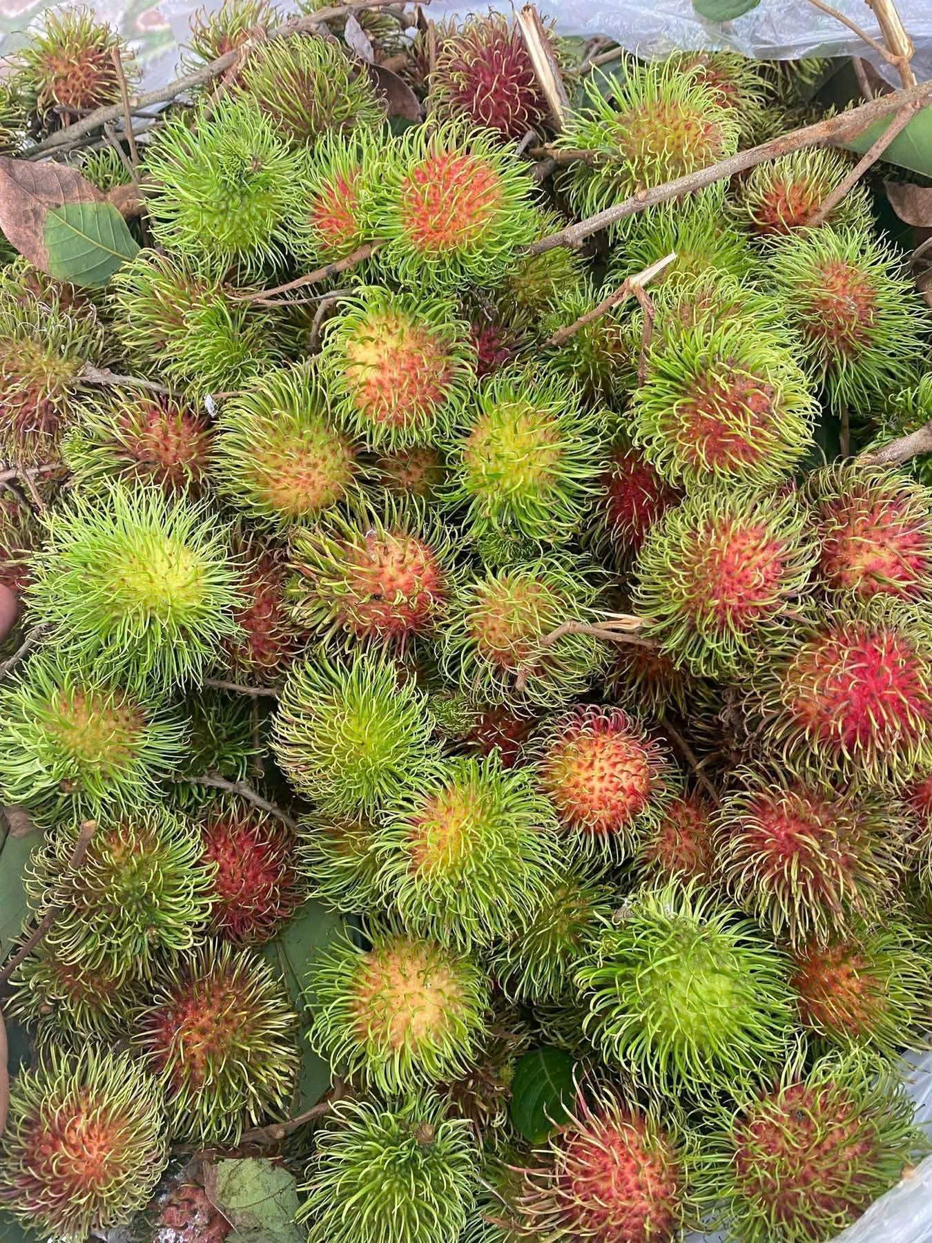 Chôm chôm Thái vỏ đỏ gai xanh
