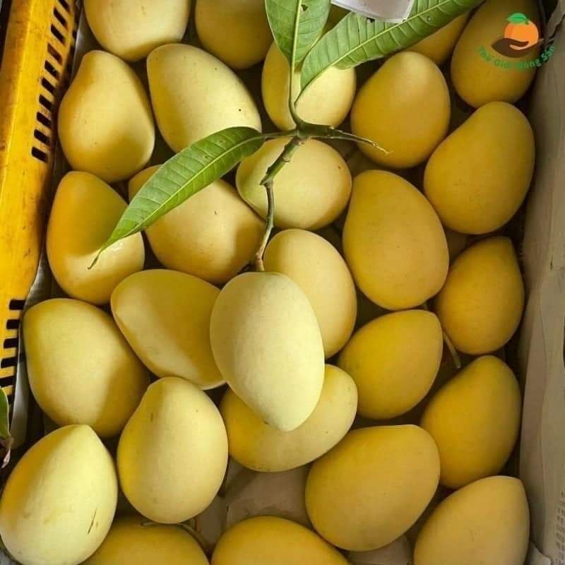 Xoài cát Chu chín vàng xếp trong thùng giấy