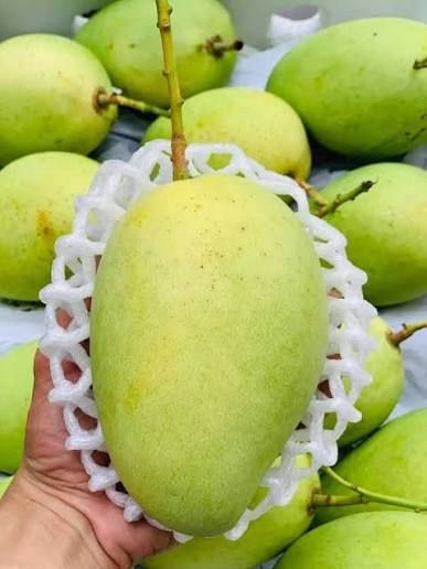 Xoài cát Chu xanh bọc lưới xốp cầm trên tay