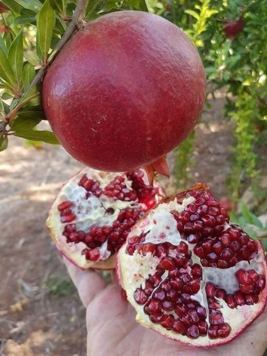 Lựu tím bổ đôi trên tay, hạt màu đỏ sẫm