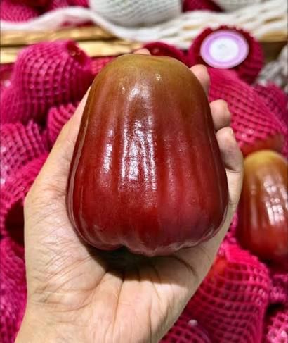 Mận MST (quả roi) vỏ đỏ sẫm bóng cầm trên tay