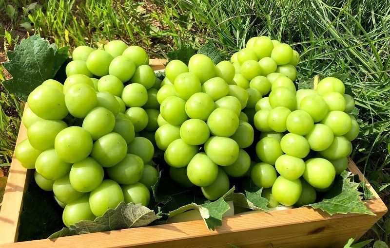 Nho mẫu đơn xanh chùm to, quả tròn mọng xếp trong thùng