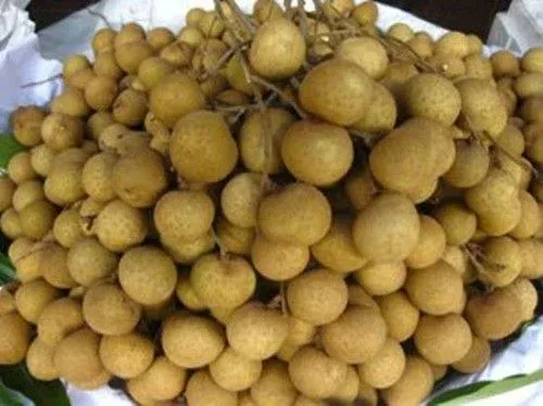 Chùm nhãn Thái Idor vỏ vàng nâu