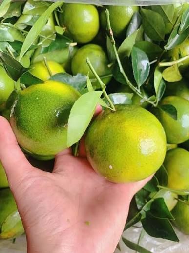 Quýt đường miền Tây vỏ xanh ánh vàng cầm trên tay